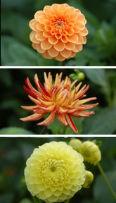 dahlien2.jpg dahlien2.jpg