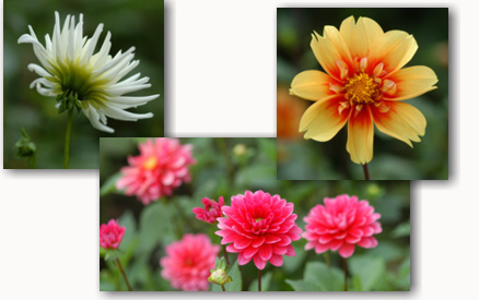 dahlien3.jpg dahlien3.jpg