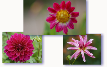 dahlien4.jpg dahlien4.jpg