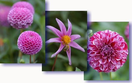 dahlien5.jpg dahlien5.jpg