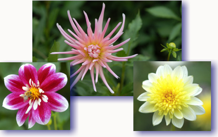 dahlien6.jpg dahlien6.jpg
