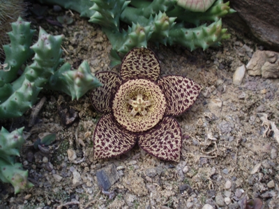 Ordensstern - Orbea variegata Syn. Stapelia variegata orbea